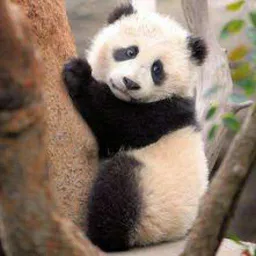 ContronThePanda's avatar